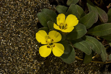 Image de Camissoniopsis cheiranthifolia subsp. suffruticosa (S. Watson) W. L. Wagner & Hoch