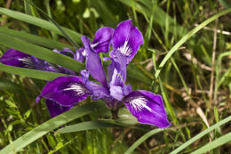 Image of bowltube iris