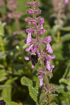 Слика од Stachys ajugoides Benth.