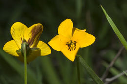 Image of Johnny-jump-up