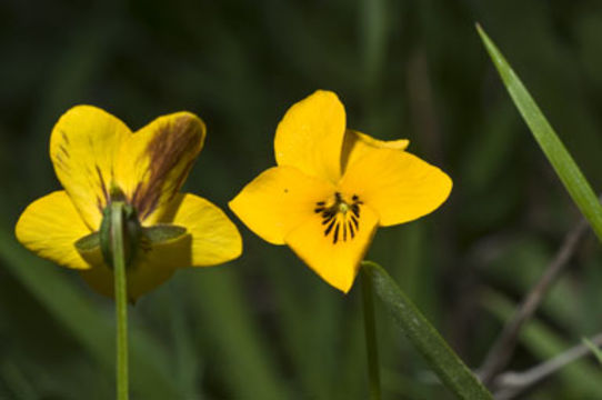 Image of Johnny-jump-up