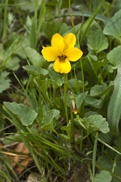 Image of Johnny-jump-up