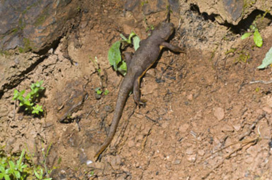 Image of California Newt