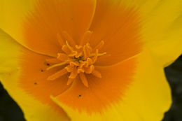 Imagem de Eschscholzia californica Cham.