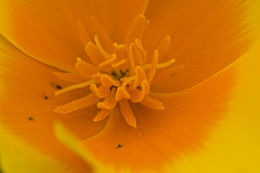 Imagem de Eschscholzia californica Cham.