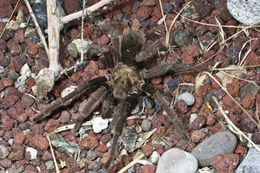 Image de Aphonopelma