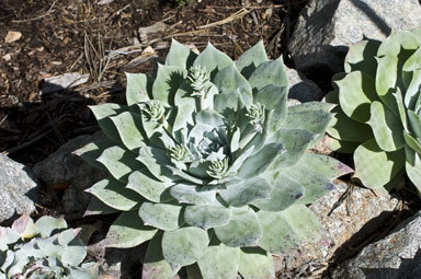 Image of chalk dudleya