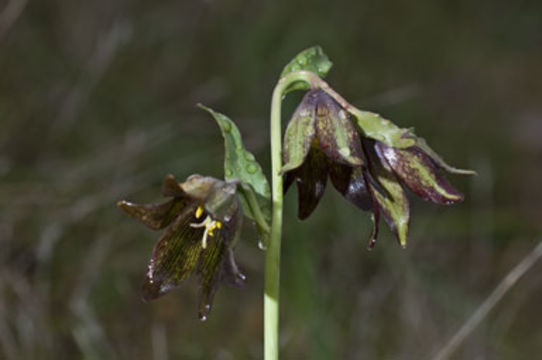 Image of chocolate lily