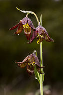 Image of chocolate lily