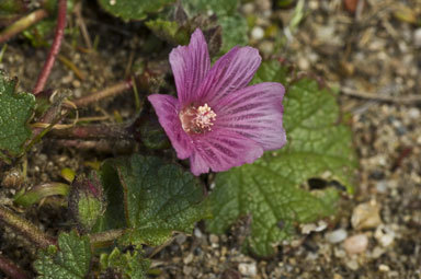 Image of checkerbloom