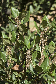 Image de Garrya elliptica Douglas ex Lindl.