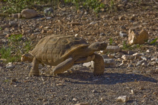 Image of desert tortoise