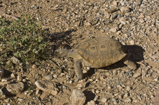 Image de Gophère d'Agassiz