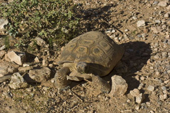 Слика од Gopherus agassizii (Cooper 1861)