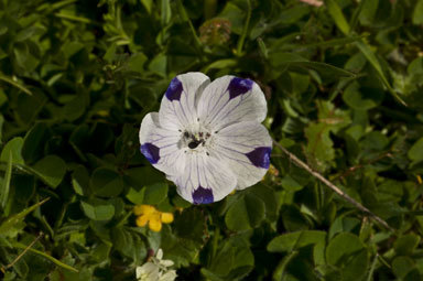 Imagem de Nemophila maculata Benth. ex Lindl.