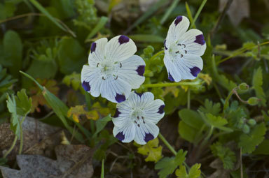 Image de Nemophila maculata Benth. ex Lindl.