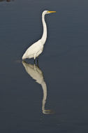 Image of Great Egret