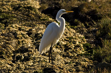 Image of Great Egret