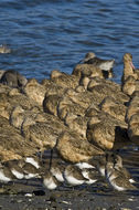 Image of Marbled Godwit