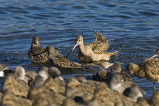 Image of Marbled Godwit