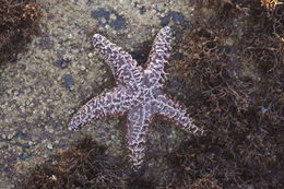 Imagem de Pisaster ochraceus (Brandt 1835)