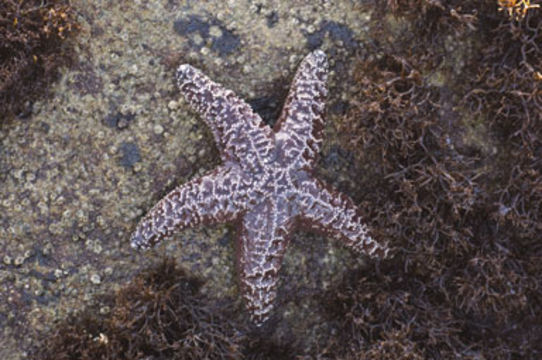 Image of ochre sea star