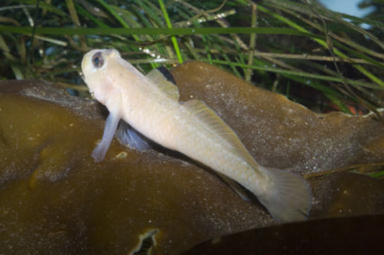 Image of Blackeye goby