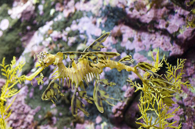 Image of Glauerts Seadragon