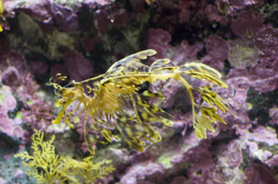 Image of Glauerts Seadragon