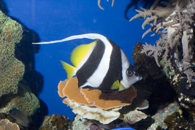 Image of Bannerfish