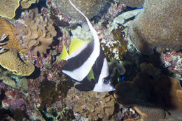 Image of Bannerfish