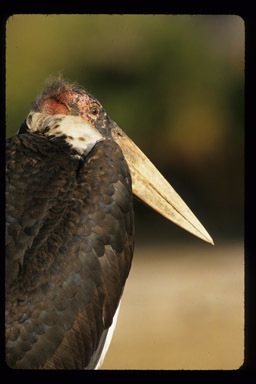 Image of Marabou Stork