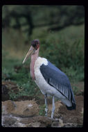 Image of Marabou Stork