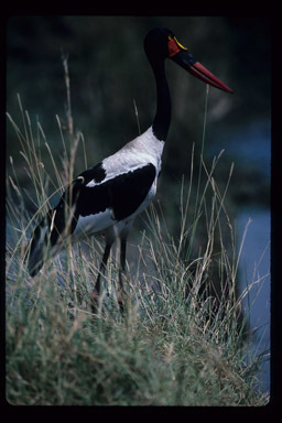 Image of Saddle-billed Stork