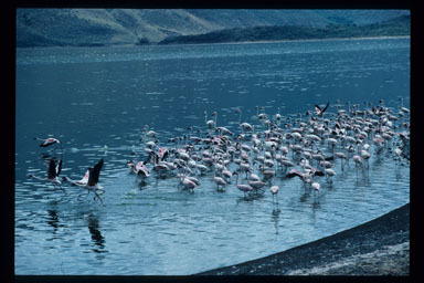 Слика од Phoenicopteridae