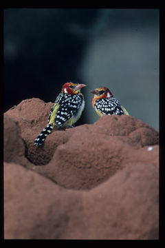 Trachyphonus erythrocephalus Cabanis 1878 resmi