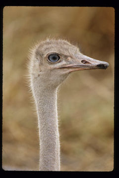 Image of Masai ostrich