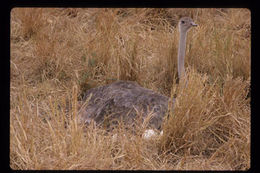 Image of Masai ostrich