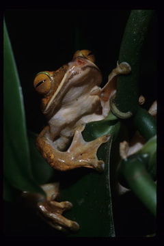 Image of Bright-eyed frog