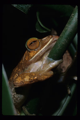 Image of Bright-eyed frog