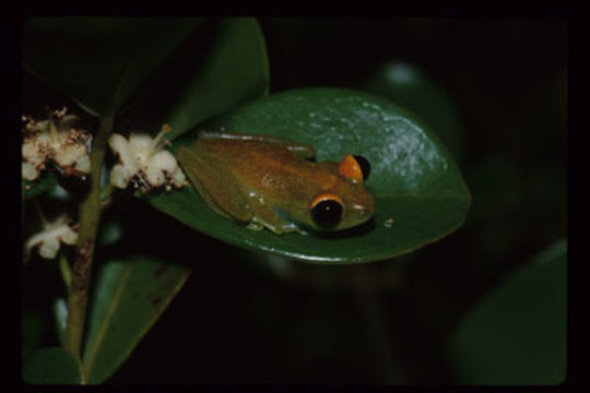 Image of Green Bright-eyed Frog