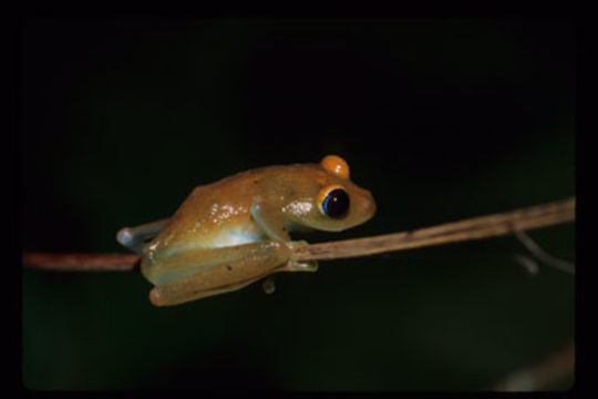 Image of Green Bright-eyed Frog