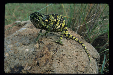 Image of Common African Flap-necked Chameleon