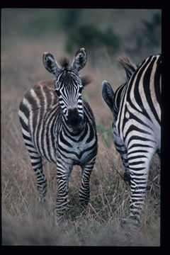 Image of Grant's zebra