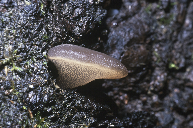 Image of Pseudohydnum gelatinosum (Scop.) P. Karst. 1868