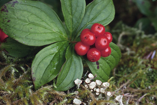 Image of bunchberry dogwood