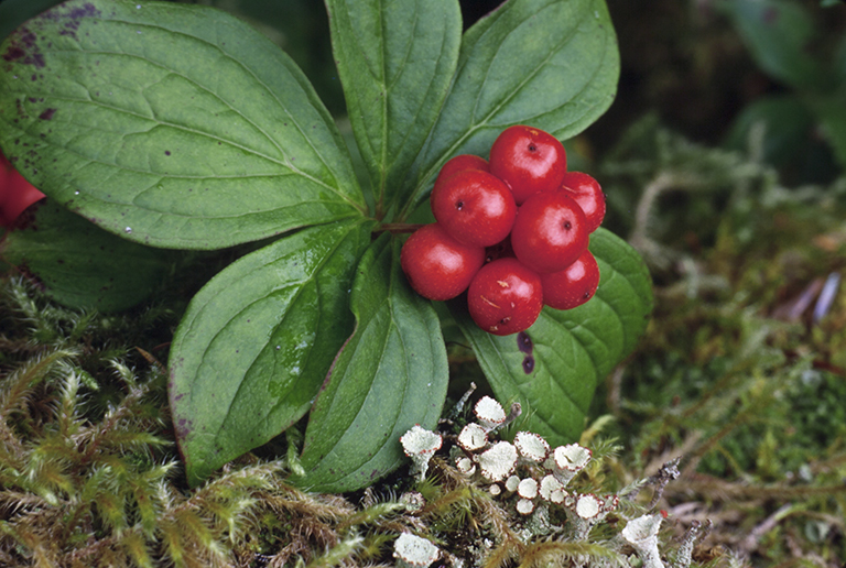 Plancia ëd Cornus canadensis L.