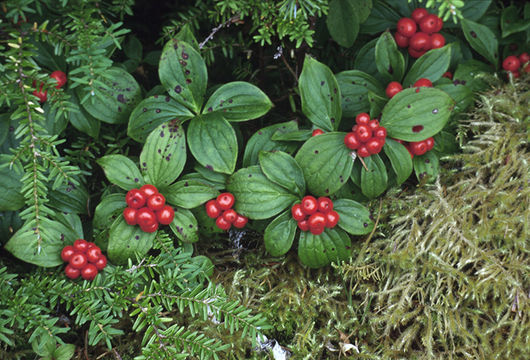 Image of bunchberry dogwood