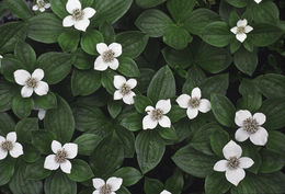 Plancia ëd Cornus canadensis L.