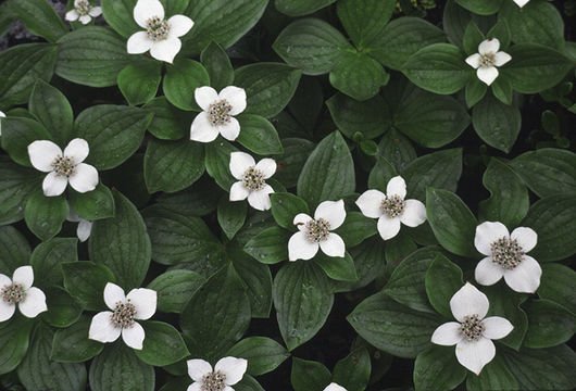 Plancia ëd Cornus canadensis L.